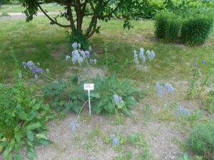 Salvia nutans
