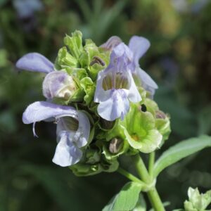 Salvia pomifera