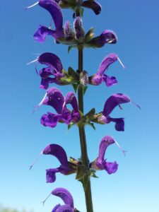 Salvia pratensis subsp. pratensis