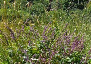 Salvia verticillata