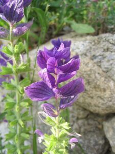 Salvia viridis