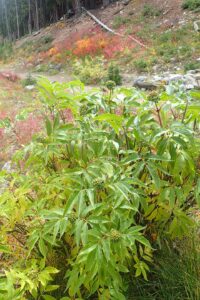 Sambucus racemosa subsp. racemosa