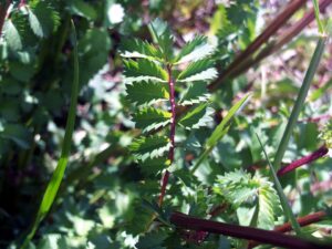 Sanguisorba verrucosa