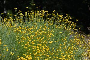 Santolina rosmarinifolia