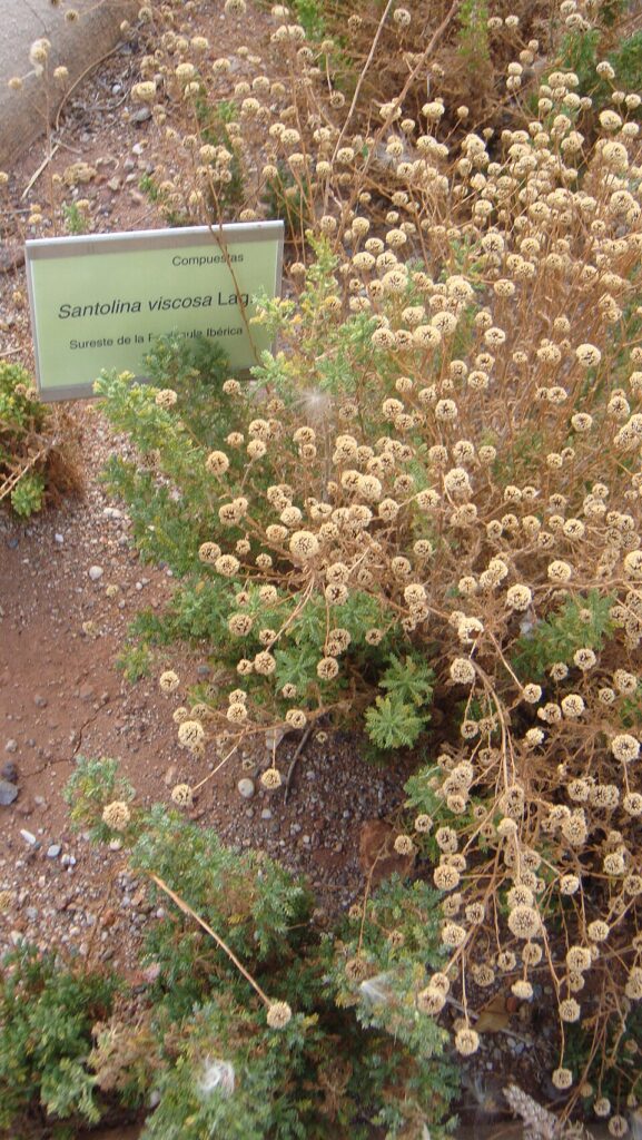 Santolina viscosa