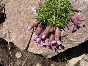 Saponaria pumila