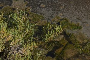 Sarcocornia fruticosa