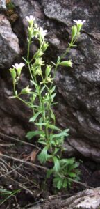 Saxifraga adscendens