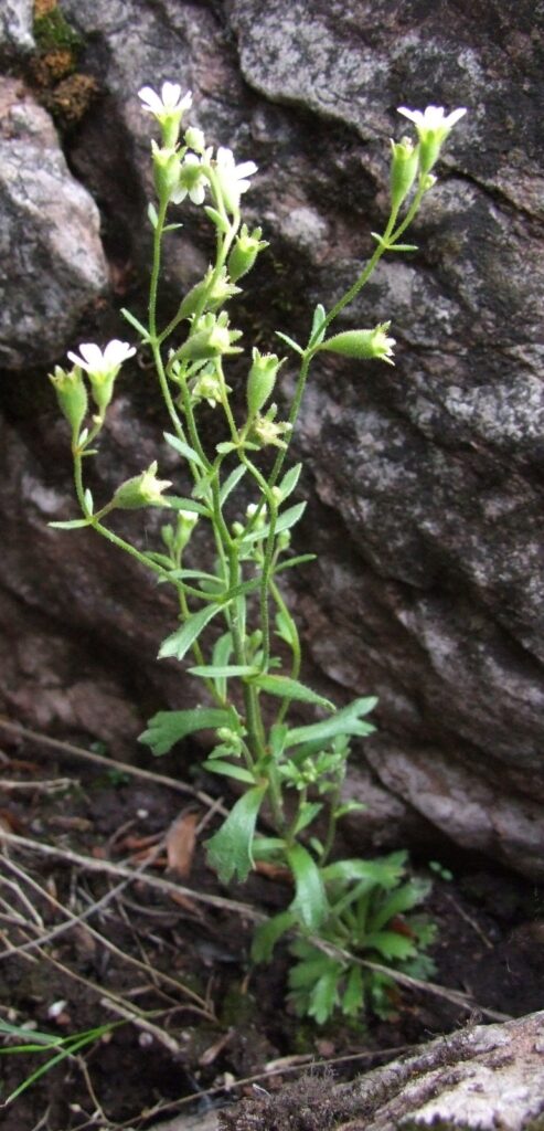 Saxifraga adscendens