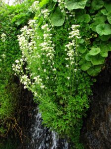 Saxifraga aquatica