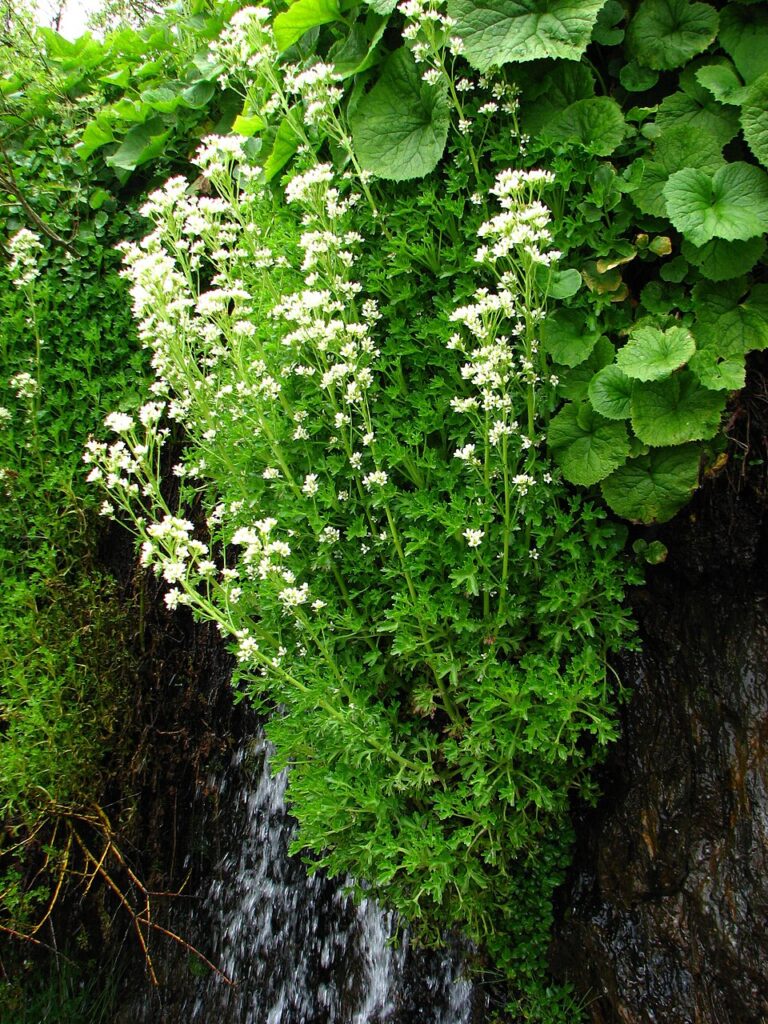 Saxifraga aquatica
