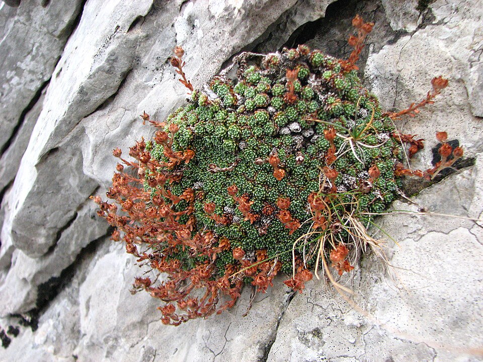 Saxifraga aretioides