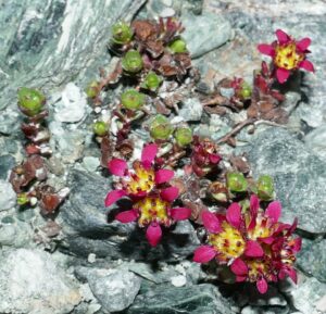 Saxifraga biflora