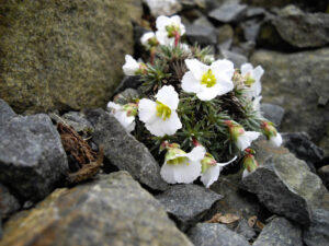 Saxifraga burseriana