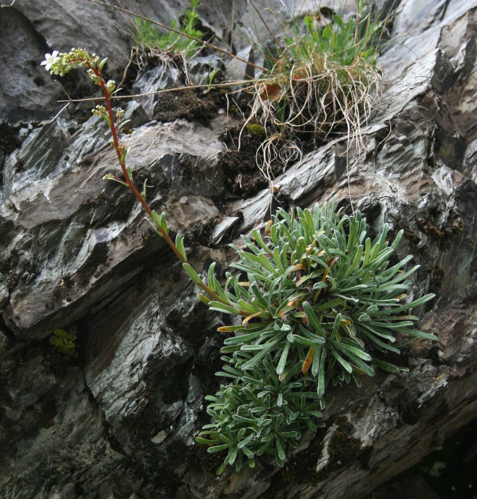 Saxifraga callosa subsp. callosa