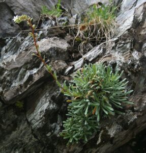 Saxifraga callosa subsp. callosa