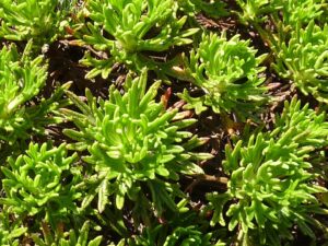 Saxifraga canaliculata