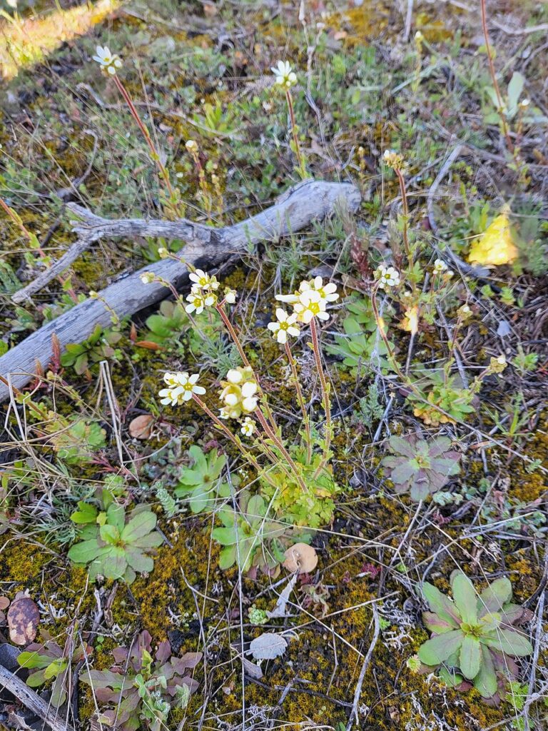 Saxifraga carpetana