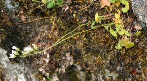Saxifraga carpetana subsp. carpetana