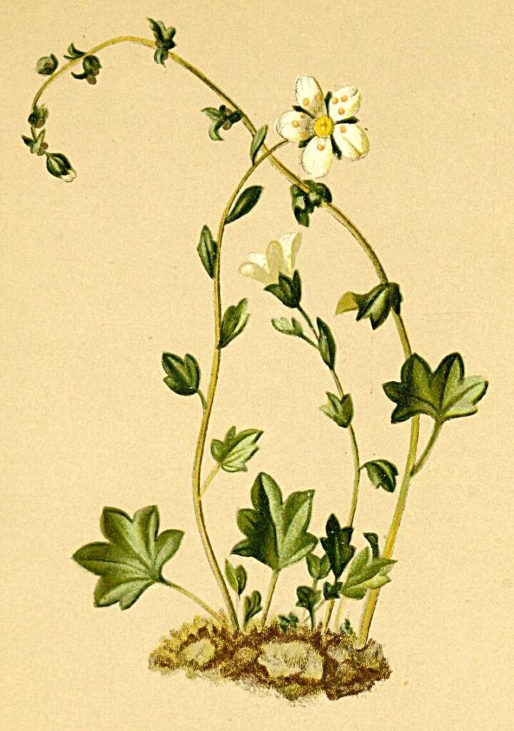 Saxifraga cernua