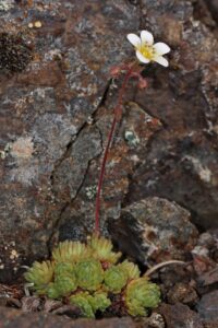 Saxifraga cespitosa