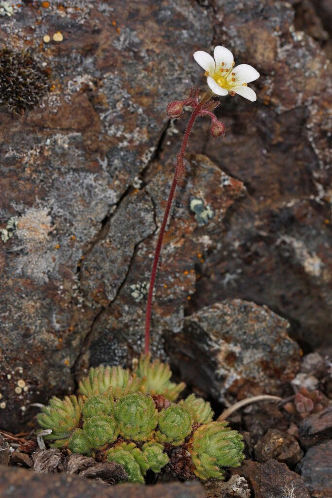 Saxifraga cespitosa