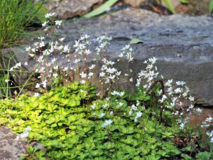 Saxifraga cuneifolia