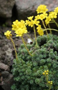Saxifraga ferdinandi-coburgi