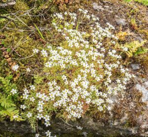 Saxifraga fragosoi