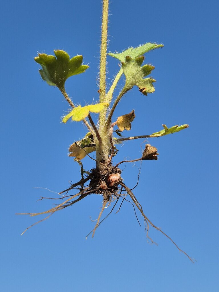 Saxifraga granulata subsp. granulata