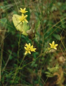 Saxifraga hirculus