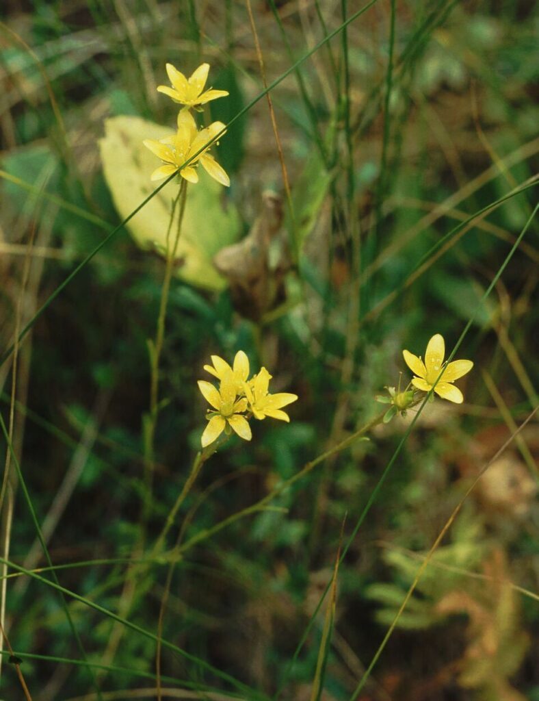 Saxifraga hirculus
