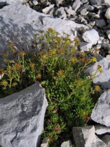 Saxifraga hohenwartii