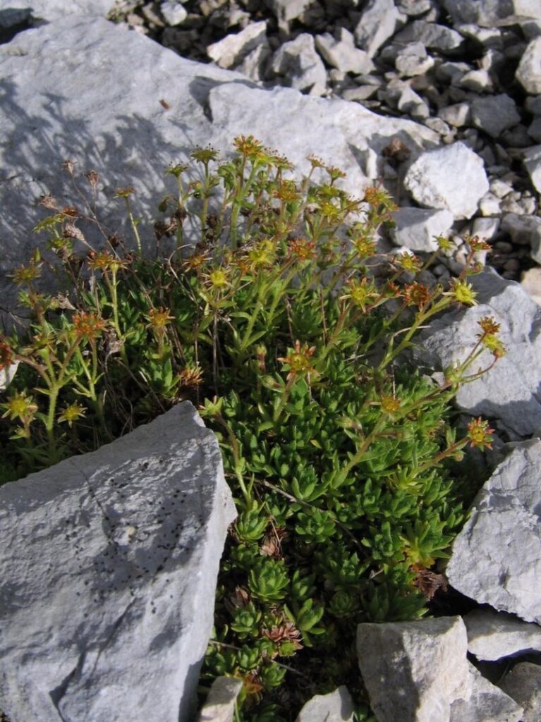 Saxifraga hohenwartii