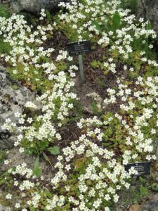 Saxifraga hypnoides