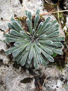Saxifraga longifolia