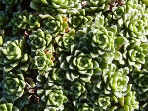 Saxifraga marginata