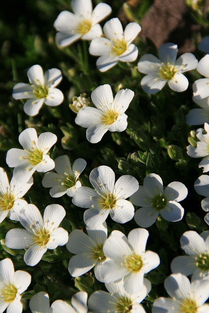Saxifraga moncayensis