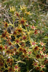 Saxifraga mutata