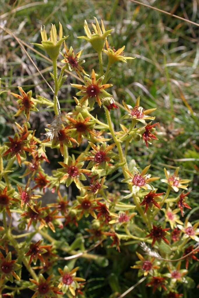 Saxifraga mutata