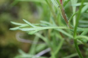 Saxifraga rosacea subsp. rosacea