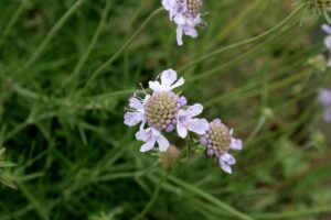 Scabiosa canescens