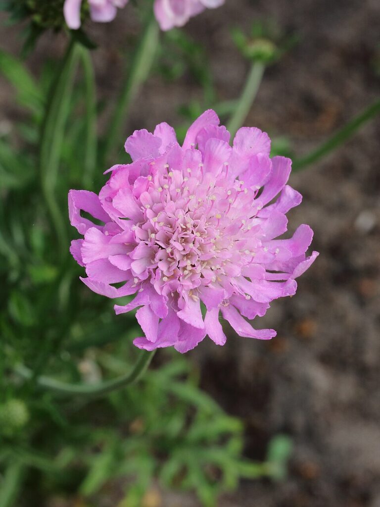 Scabiosa columbaria