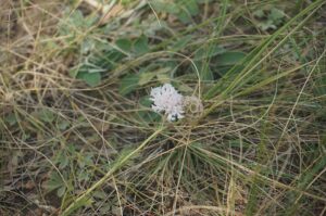 Lomelosia isetensis