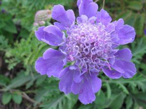 Scabiosa lachnophylla