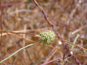 Scabiosa turolensis