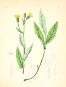 Schlagintweitia huteri subsp. huteri