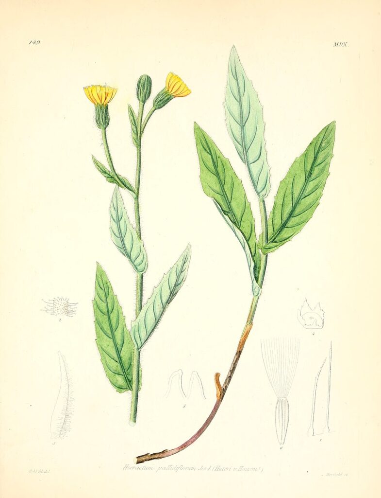 Schlagintweitia huteri subsp. huteri