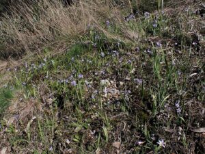 Scilla monophyllos