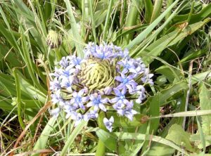 Scilla sicula